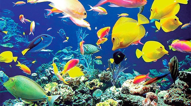 Buceo Roatán